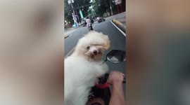 Cute fluffy dog rides shotgun on motorcycle