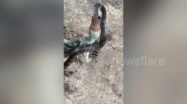 Snake rescued after getting its head stuck in water pipe