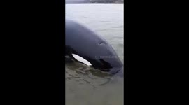 Killer whale calf 'whines' as it becomes stranded in shallow waters in eastern Russia