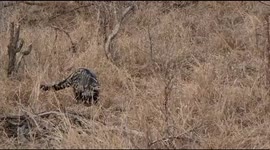 Amazing and rare footage of an African civet sighting at Jabulani Safari in South Africa