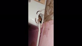 Clever rescuer persuades cobra to exit through a pipe in eastern India