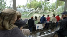 Jessica the Gorilla Gives Birth to Her Sixth Baby Boy