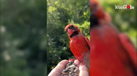 'Once-in-a-lifetime experience!' Hiker records as stunning birds perch on his hand