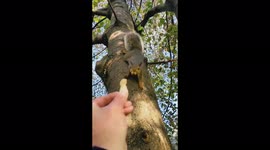 Cute squirrel from Syracuse, US eats a nut