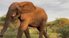 Join the Jabulani herd of rescued and orphaned elephants on a walk through the bush