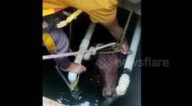 Indian locals rescue cow calf trapped in underground water tank