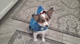 Mini Australian Shepherd dressed up like a shark for Halloween