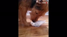 Adorable Jack Russell Terrier and budgie raise the bar for friendship goals