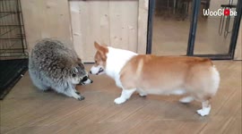 'Adorable Corgi & Raccoon Play-Fighting in an Animal Cafe '