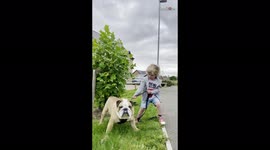 Stubborn bulldog REFUSES to move and gives human bro a hard time