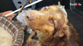 'Heartwarming Dog Transformation - Family Rescues & Cares for Poisoned Dog in Greece'