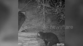 Tasmanian Devil mum carries four rambunctious babies on her back