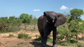 Female elephants Limpopo and Pisa greet HERD founder, Adine Roode