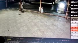 Wild leopard chases Cat in Western India.