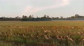Thousands of ducks move across the field in search of food