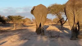 Jabulani herd of elephants walking with giraffes while HERD founder, Adine Roode, narrates