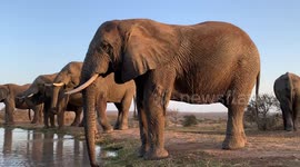 Join the Jabulani herd of rescued and orphaned elephants for a drink at the dam in South Africa