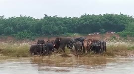 Herd of thirsty elephants stray towards river in eastern India