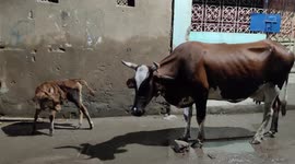 The Cow calf has came in middle in the road so a person affraid
