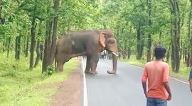Wild elephant separated from its herd strays onto road in eastern India