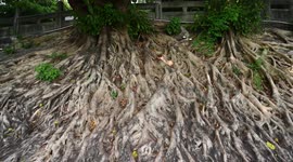 Big Banyan Tree In Nanning, Guangxi, China