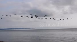 Canada geese flying the sea at St marys bay kent this morning