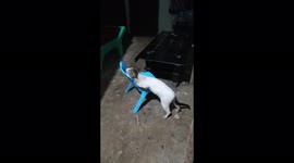 Scrubbing fur