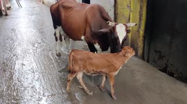 The Cow has loved with baby calf in street
