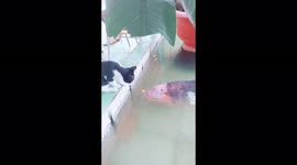 Miracle!A big fish came to the surface just to kiss the little cat