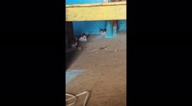 Looking at cute kitten pictures boosts your mood-it's true! So take a mental health