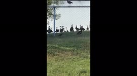 Ducks chilling by the lake enjoying the summer weather