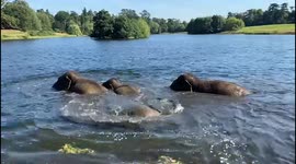 Elephant family splash about in the water as they enjoy the last of the summer sun