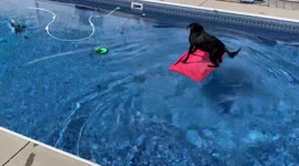 Abby was told not to go into the pool, she’s so smart! Watch as she pushes her bodyboard into the pool so she can play!