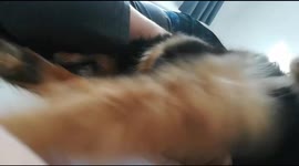 Henry the dog bites my elbow play fighting.
