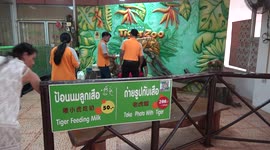 Tourists pose with tiger cubs at controversial tiger zoo now facing closure