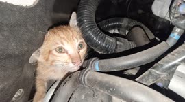 Paw rescue: car owner in Indonesia finds kitten trapped in engine