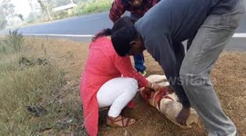 Indian stray dog rescued after his head got stuck in a jar