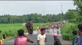 Villagers taking selfies with wild elephant roaming on road in Eastern India
