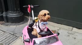 Fashionista pooch causes a stir before Erdem London Fashion Week show