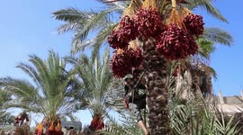 Palestinian farmers harvest dates from a palm tree during harvest season