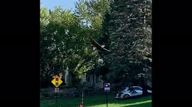 Bald Eagle nabs roadkill squirrel in traffic on busy city street