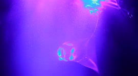 HUGE Manta Ray is seen on Big Island Hawaii during tour in 2021