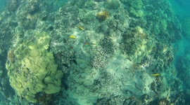 Beautiful Fish Seen Snorkeling Right Off The Beach in Hawaii in February