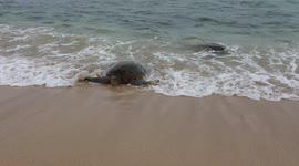 RARE SIGHTING: TONS OF GREEN SEA TURTLES GO ON HAWAII BEACH FOR A REST