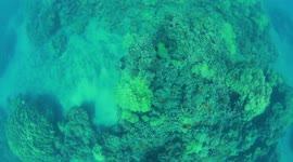 Seeing Coral Reefs in Hawaii while snorkeling right off the beach
