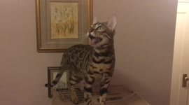 Bengal Cat Ella Chatters at her favorite prey, a juicy fly