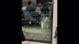 ''Let me in, Hooman!' impatient Pomsky starts jumping on glass door when locked out'