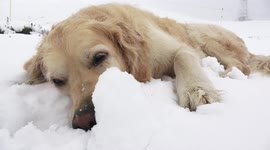 4K ADORABLE DOG GOLDEN RETRIEVER ENJOYS FIRST SNOW IN SWISS ALPS