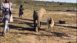 Orphaned albino elephant, Khanyisa, runs home after a walk with all her friends from the orphanage