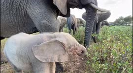 Orphaned albino elephant, Khanyisa, gets to know her new herd